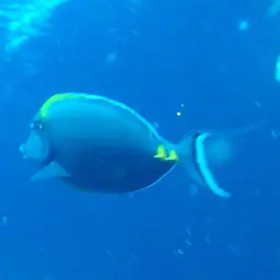 Orangespine Unicornfish, photo 4