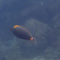 Orangespine Unicornfish, photo 5