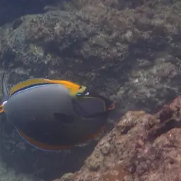 Orangespine Unicornfish, photo 6