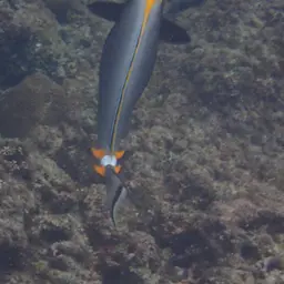 Orangespine Unicornfish, photo 7