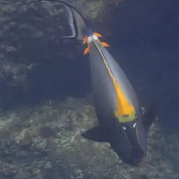 Orangespine Unicornfish, photo 8