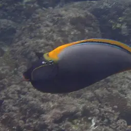 Orangespine Unicornfish, photo 9