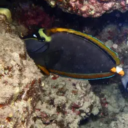 Orangespine Unicornfish, photo 10