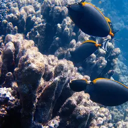 Orangespine Unicornfish, photo 12