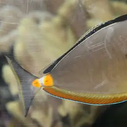 Naso Tang