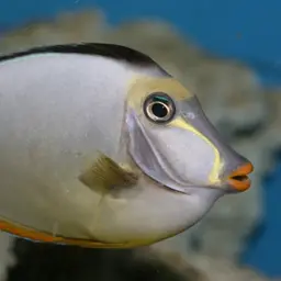 Naso Tang, photo 2