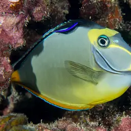Naso Tang, photo 3