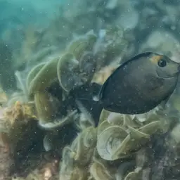 Naso Tang, photo 5