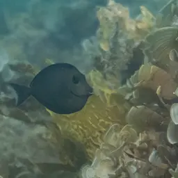 Naso Tang, photo 6