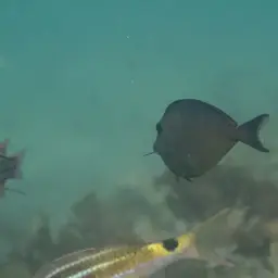 Naso Tang, photo 7