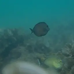 Naso Tang, photo 8
