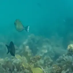 Naso Tang, photo 9