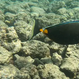 Naso Tang, photo 10
