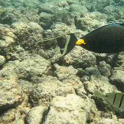 Naso Tang, photo 11