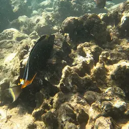Naso Tang, photo 12