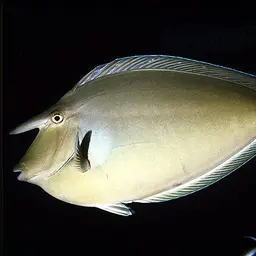 Bluespine Unicornfish