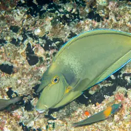 Bluespine Unicornfish, photo 2