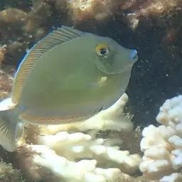 Bluespine Unicornfish, photo 3