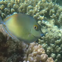 Bluespine Unicornfish, photo 4