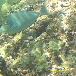 Bluespine Unicornfish, photo 5