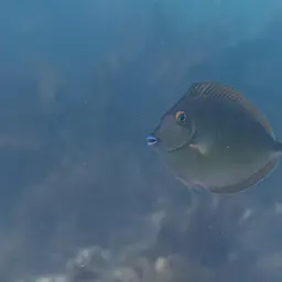 Bluespine Unicornfish, photo 6