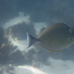 Bluespine Unicornfish, photo 7