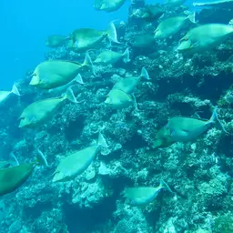 Bluespine Unicornfish, photo 8