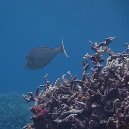 Bluespine Unicornfish, photo 9