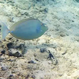 Bluespine Unicornfish, photo 10