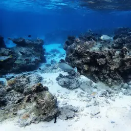 Bluespine Unicornfish, photo 11