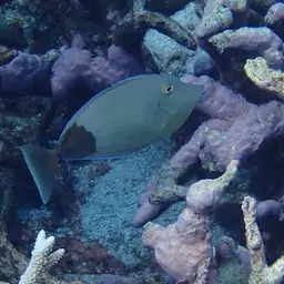 Bluespine Unicornfish, photo 12