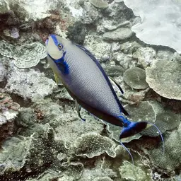 Big-nose Unicornfish