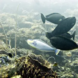 Big-nose Unicornfish, photo 2