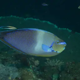 Big-nose Unicornfish, photo 3