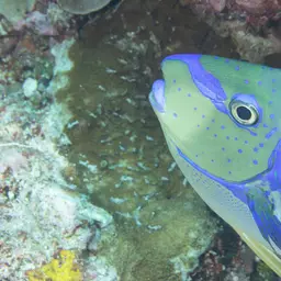 Big-nose Unicornfish, photo 4
