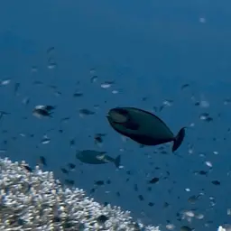 Big-nose Unicornfish, photo 5