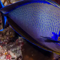 Big-nose Unicornfish, photo 6