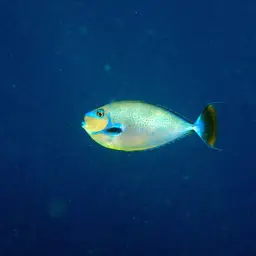 Big-nose Unicornfish, photo 7