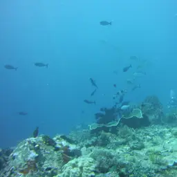 Big-nose Unicornfish, photo 8