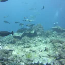 Big-nose Unicornfish, photo 9