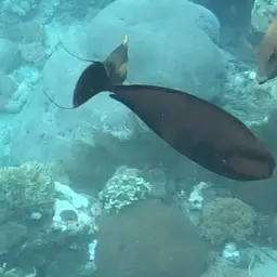 Big-nose Unicornfish, photo 10