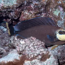 Big-nose Unicornfish, photo 11