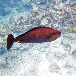 Big-nose Unicornfish, photo 12