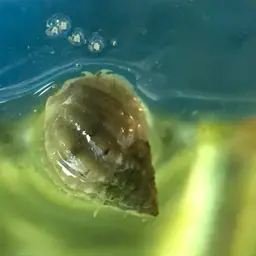 Nassarius Snail, photo 2