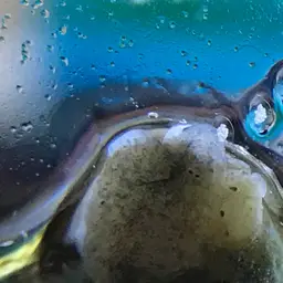 Nassarius Snail