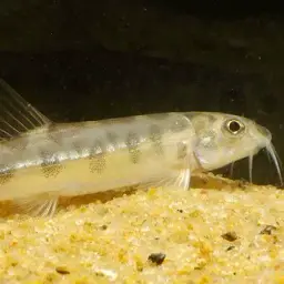 Corica Loach