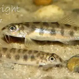 Corica Loach, photo 2