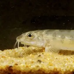 Corica Loach, photo 3