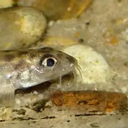 Corica Loach, photo 4