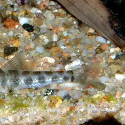 Corica Loach, photo 5